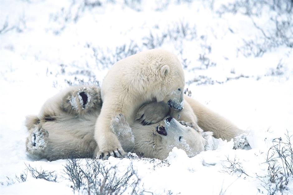 b21fdf81-45c7-4c1b-8a3d-d7dc9d9a79cf-Polar-bear-cubs-churchill